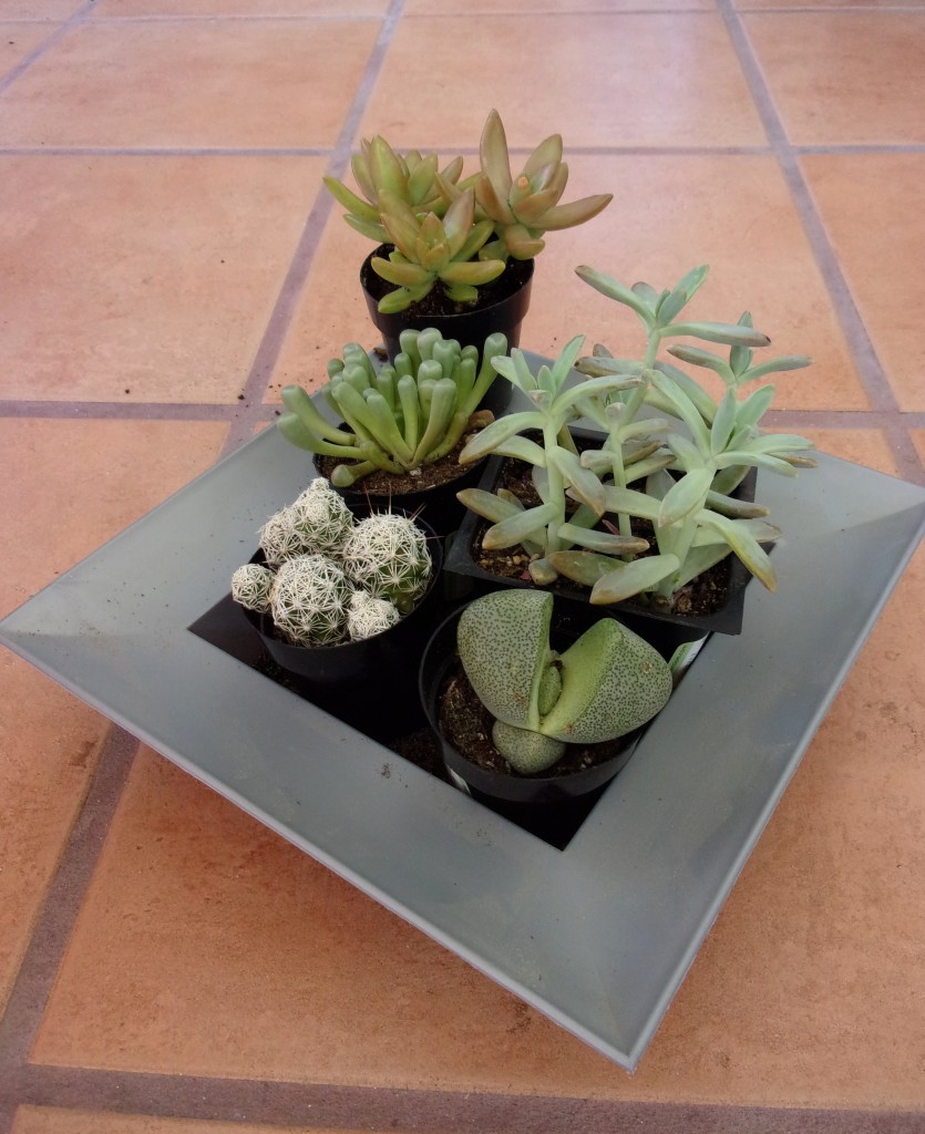 Succulents are perfect for small spaces and absentminded gardeners - all they need is sun and a little water.