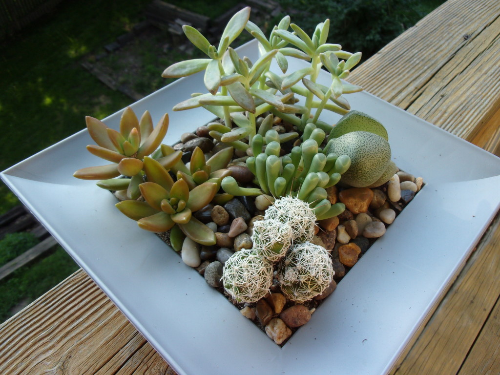 Succulents are perfect for small spaces and absentminded gardeners - and you can make one for $15.