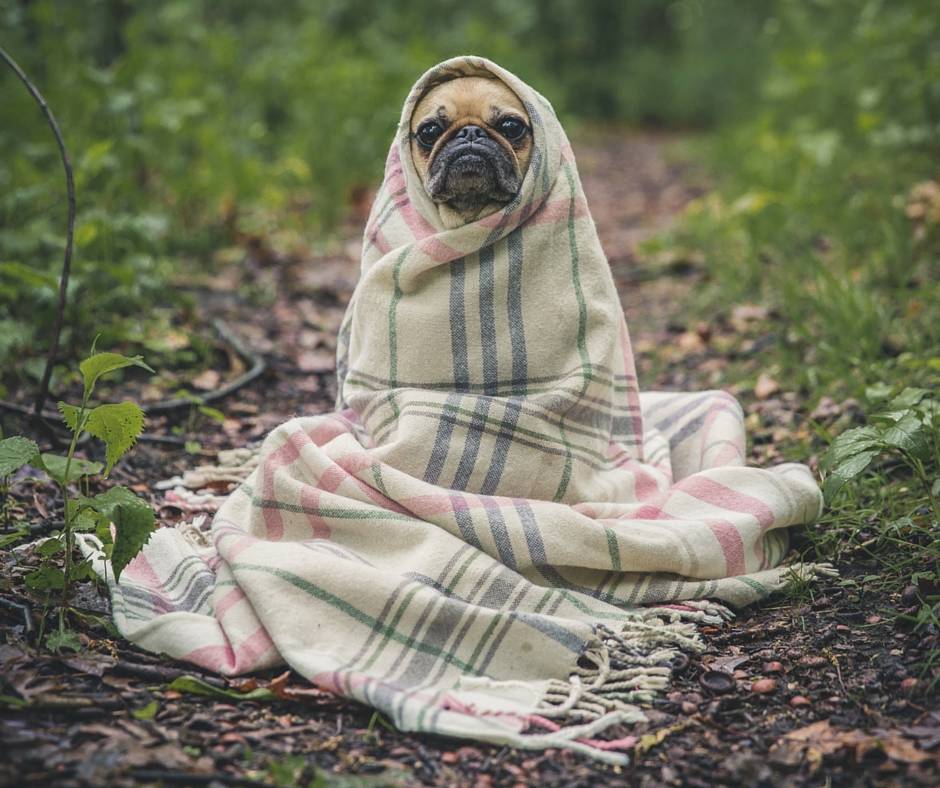 Some days you're just a sad pug with a blanket.